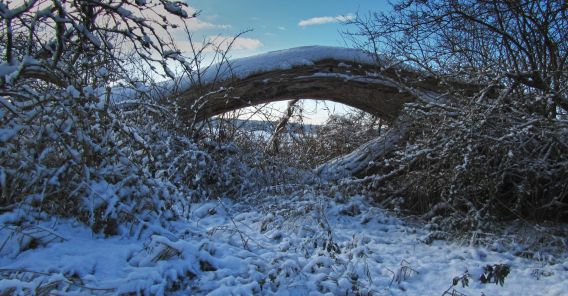 Winterfoto von Czeslaw Gorski-055_liegender baum auf einer schneebedeckten wiese